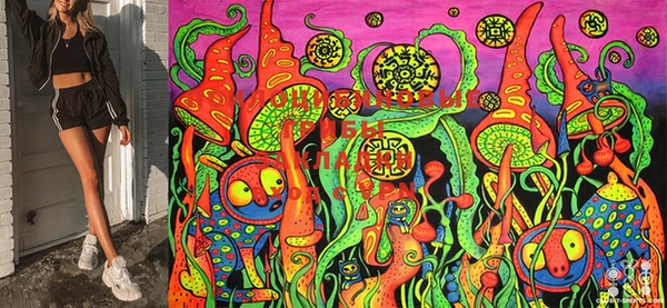 стаф Нефтекумск